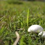 mushrooms, organic, pasture